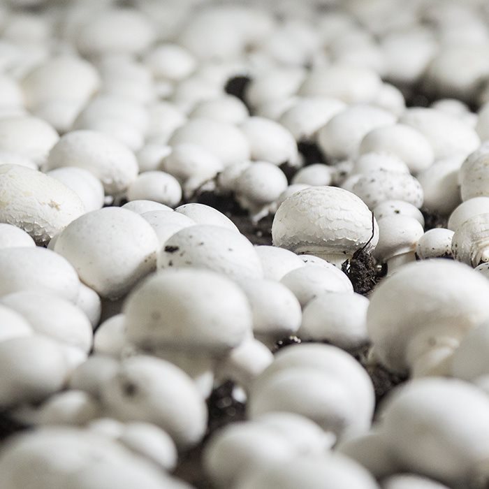 surmont_funghi-coltivazione-champignon