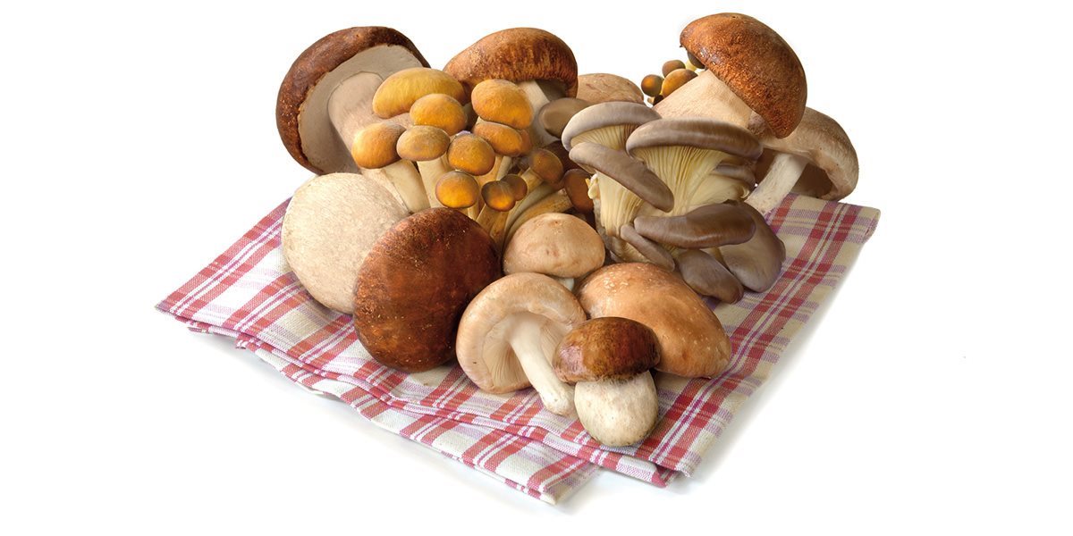 surmont_funghi-foodservice_still-life